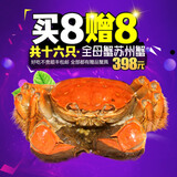 【活蟹】澄湖之心 大闸蟹现货 鲜活螃蟹 母蟹2.3-2.6两共16只