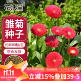 花沃里雏菊花种子约1000粒 花卉种子阳台盆栽种菜土四季草籽庭院/田间种