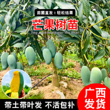君扬广西芒果树苗 青皮芒果嫁接苗台农贵妃澳芒 家庭盆栽金煌桂七凯特 桂七芒果苗 四年苗110-130CM高(带土带叶)
