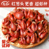 寿禾 四季红葱头小葱种子火葱头四川干皮冬春季蔬菜莱疏菜阳台种种籽 [量少]红葱头100g