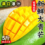 山姆大叔正宗大青芒果【多地次日达】可生吃酸脆芒果新鲜水果礼盒非金煌芒 御品老树果｜500g+【甜爆了】 9斤装【家庭自由畅吃】净8.5斤