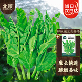 北蔬 豌豆尖种子种苗秋四季芽苗菜蔬菜种籽 北蔬鲜嫩豌豆尖种子200g