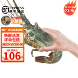 时寐东山岛海捕小青龙虾新鲜活冻大号青龙虾端午中秋春节礼盒顺丰空运  400-450克/只