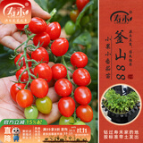 寿禾 蔬菜苗活苗带土发货大全菜苗种苗秋冬各种秧苗山东寿光苗子阳台 釜山88圣女果苗 6棵