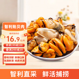 美加佳智利熟冻贻贝肉净重2斤（500g*2袋）100-200只 海鲜水产