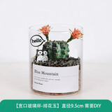 绿荫巷子多肉植物类绿植盆栽肉肉办公室内仙人掌球桌面带盆好养活小盆景 【绯花玉】高透玻璃杯土砂+hello猫头鹰