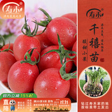 寿禾 蔬菜苗活苗带土发货大全菜苗种苗秋冬各种秧苗山东寿光苗子阳台 千禧圣女果苗6棵带200g豆粕肥