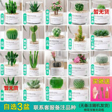 开时果 多肉植物仙人球仙人掌小盆栽桌面植物 肉肉组合办公室内绿植花卉 【3盆自选】组合多肉植物