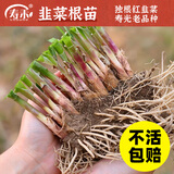 寿禾 蔬菜苗活苗带土发货大全菜苗种苗秋冬各种秧苗山东寿光苗子阳台 [紫色不明显]紫根韭菜根苗300棵+3包50g肥