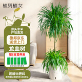 植男植女龙血树千年木大型客厅落地室内绿植办公室龙须树盆栽好养源头直发