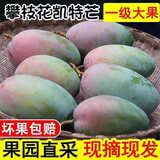 集南鲜 攀枝花凯特芒果 现摘热带新鲜生鲜水果整箱青黄皮大芒果 净重4.5甄选大果 单果600起