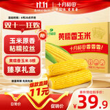 十月稻田 黄糯香玉米 3.52斤(220g*8根) 东北玉米棒 早餐 中秋礼盒 零食