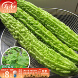 寿禾 蔬菜苗活苗带土发货大全菜苗种苗秋冬各种秧苗山东寿光苗子阳台 长苦瓜苗 5棵