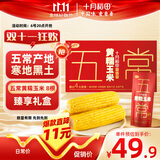 十月稻田 五常黄糯玉米 3.52斤(220g*8根) 东北玉米棒 早餐零食 杂粮礼盒