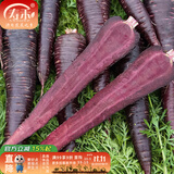 寿禾 天津沙窝萝卜种子秋冬季大全水果青罗卜季长白寿光蔬菜菜籽种孑 紫胡萝卜种子约150粒