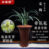 华香园春兰老八种【宋梅】兰花苗浓香型带花苞养兰入门室内耐阴绿植花卉 宋梅8苗带盆(棕高款真紫砂盆)带花苞
