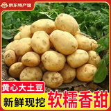 【今年新货】黄心土豆新鲜当季农家自种沙地粉糯黄心鲜土豆马铃薯 【黄皮土豆现挖新货】带箱9-10斤