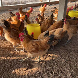 活体小鸡苗纯种土鸡三黄鸡麻黄鸡乌黑鸡品种可选(顺丰1天内发货) 4只装草鸡土鸡1.5-2斤 新手好养