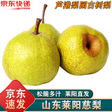 南步正宗山东莱阳慈梨【顺丰】莱阳特产照旺庄茌梨赐梨老树贡梨水果 10斤 精选大果【约10-12个】 照旺庄百年老树梨