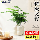 爱优尚文竹盆景办公室桌面盆栽室内绿植好养中式禅意源头直发