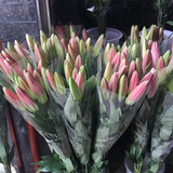 芊芊细语斗南基地直批发玫瑰鲜花全国速递配送女友礼物家用水养插花家庭 精选--随机百合10朵+送保鲜剂