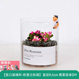 绿荫巷子多肉植物类绿植盆栽肉肉办公室内仙人掌球桌面带盆好养活小盆景 【吹雪之松锦】高透玻璃杯土砂+杯口猫咪