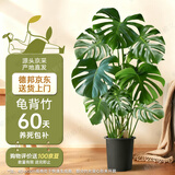 植男植女客厅龟背竹大型真绿植盆栽净化空气寓意好四季常青办公室源头直发