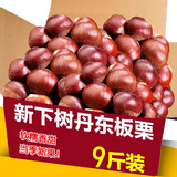 丹东新鲜板栗生栗子当季5斤现摘毛油栗子嫩板栗锥栗整箱生鲜蔬 9斤 【严选大果】净重8.5斤