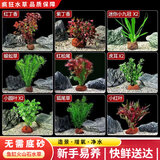 疯狂水草（FKSC）真水草鱼缸造景套餐净化水质懒人鱼缸水草植物直接入缸蜈蚣草 【火山石】新手造景适合30-50缸
