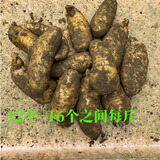 昭通天麻;ZHAOTONG RHIZOMA GASTRODIAE天麻 云南昭通新鲜天麻 小草坝深山老林乌天麻 滋补食材 非 黄金 小小果（12-16个每斤) 1斤试吃
