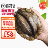 时寐东山县澳角村黄金鲍鱼 大号鲍鱼海鲜礼盒 送礼 源头直发 礼盒6头/3斤