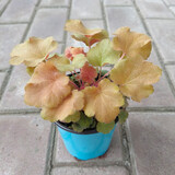 逸棵 矾根花苗 植物花卉绿植花卉多年生四季种易活阳台庭院盆栽  1株甘茶小苗【叶片颜色随季节随机变化】 1株