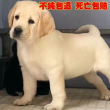舒腾金毛幼犬纯种宠物狗狗金毛活体大型犬寻回犬宠物狗金毛幼崽活体狗 宠物级 精品拉布拉多 公