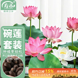 寿禾 碗莲种子已开口水培鱼缸装饰好养四季开花 碗莲2包20粒(10粒/包)