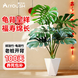 爱优尚龟背竹观叶植物室内客厅办公室大盆栽绿植盆景净化空气吸甲醛老桩