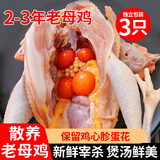 岽鲜 鸡 老母鸡 农家散养土鸡肉 新鲜冷冻整只炖汤鸡肉生鲜 黄油老母鸡3只 净重2斤/只