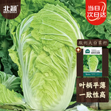 北蔬 正宗山东胶州白菜种子苗秋季蔬菜种籽 北蔬胶州大白菜种子4000粒