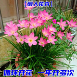 瑞蔬源粉色韭兰种球花卉风雨兰种子花绿植盆栽地栽耐寒种球50个源头直发