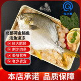 钦小鲜北部湾深海金鲳鱼特大号海鱼 鱼类生鲜 烧烤 火锅食材 海鲜水产 【金鲳鱼】400-500克*2条净重