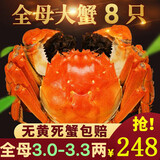 【活蟹】阳澄靖壹大闸蟹 现货鲜活大螃蟹公母蟹 海鲜水产生鲜礼盒 精选全母3.0-3.3两8只礼盒装