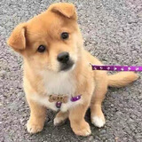 中华田园犬小型长不大适合小孩家养的高智商狗狗活物狗崽狗仔幼犬 田园级 小黄狗+狗粮+狗笼+包邮 母