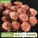 云南鲜花批发品质玫瑰百合水养鲜切花送女友生日礼物源头直发 卡布奇诺-10支 【任选2件—不收运費】