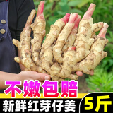 黄六爷四川新鲜大仔姜5斤子姜生姜嫩姜红芽仔姜指姜非云南小黄姜老姜种 3斤 【新鲜采摘丨不嫩包赔】