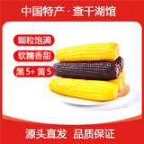 守望乡村（KEEP W-VILLAGE GO）新鲜东北玉米新甜糯鲜嫩玉米棒 真空包装 蔬菜苞米棒整箱装 【5黑5黄】10支 （总净重1600g以上）
