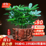 叹为观止18种吊兰任你选金边吊兰各种盆栽花卉客厅垂吊桌面植物净化空气 鸭脚木【家和万事兴陶瓷盆】 含盆