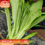 寿禾 油麦菜种子耐热生菜农家四季蔬菜种孑播秋冬季菜种子小青菜菜籽 甜脆香油麦菜种子 50g装