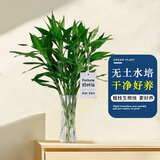 京云梦富贵竹办公室内盆栽转运竹绿植居家花卉观赏+无根含瓶源头直发