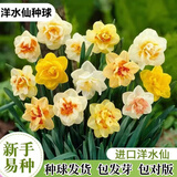 沭之美洋水仙种球重瓣水养水培种球室内桌面土培耐寒盆栽源头直发