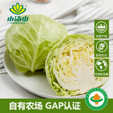 小汤山 圆白菜 500g 基地直供新鲜蔬菜GAP认证