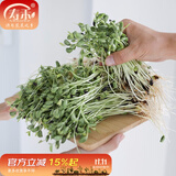 寿禾 豆种子豌豆苗秋冬季菜芽菜种籽蔬菜四季绿豆菜籽 黑豆芽种子 500g